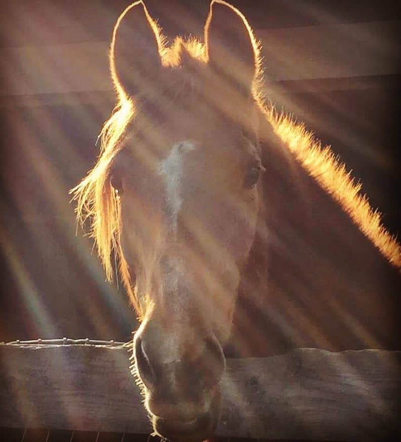 The Trowbridge Ten Trowbridges LTD